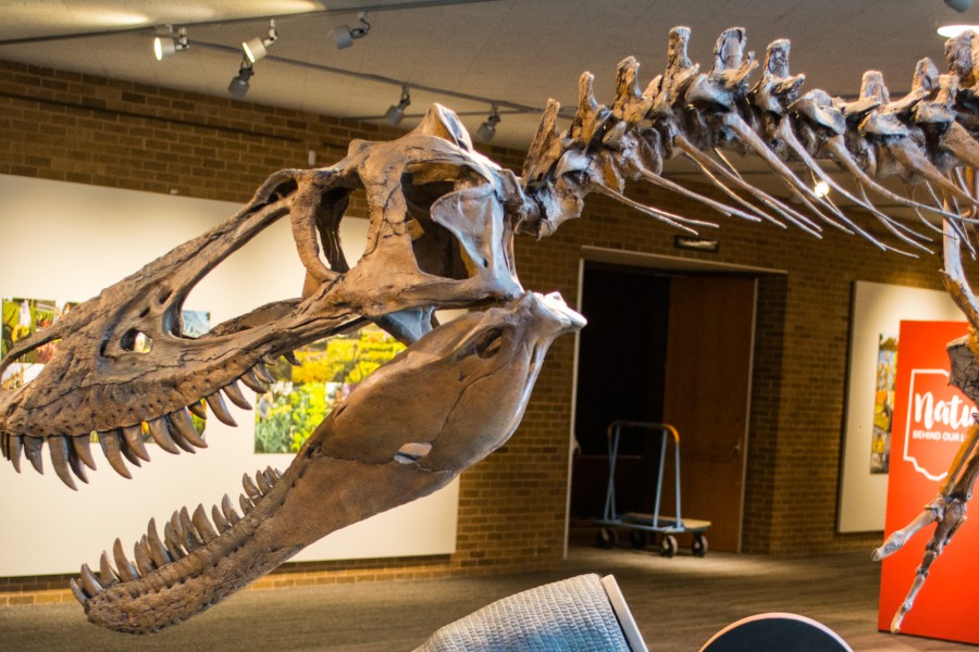 Dinosaurus omale koju