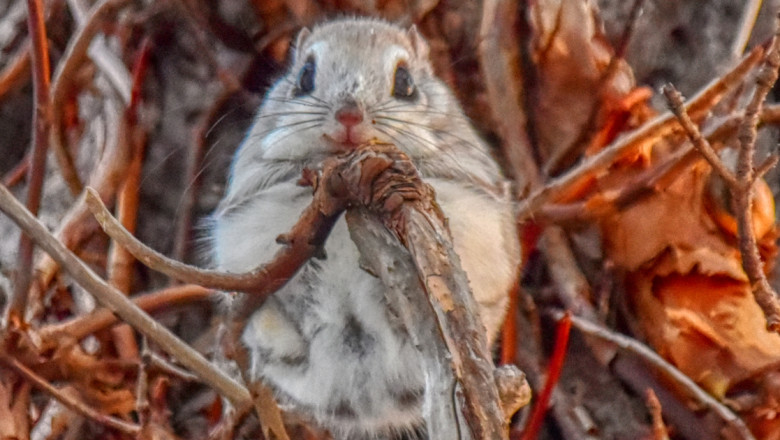 Lendorav saab parema kaitse