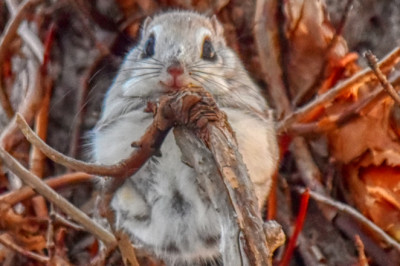 Lendorav saab parema kaitse