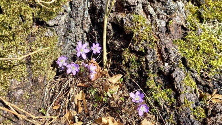 Nädalavahetus tuleb päikesepaisteline