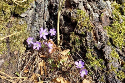 Nädalavahetus tuleb päikesepaisteline