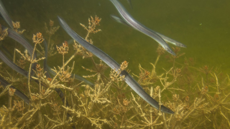 Keskkonnaamet andis ühekordse loa klaasangerjate asustamiseks