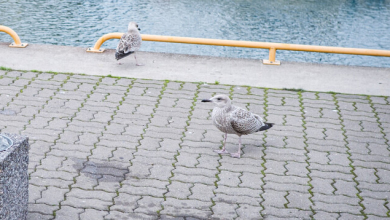 Kajakate arv looduses väheneb, kuid linnades on neid aina rohkem