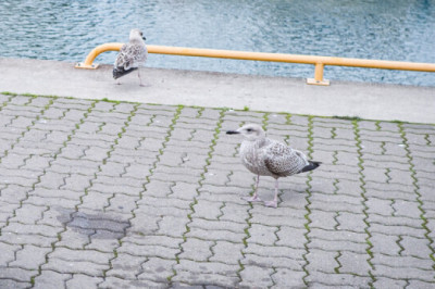 Kajakate arv looduses väheneb, kuid linnades on neid aina rohkem