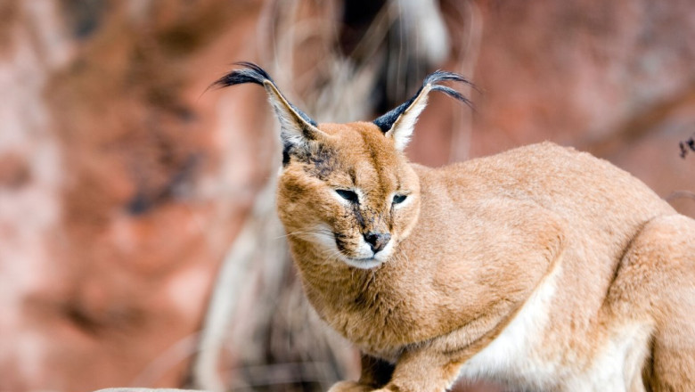 ARAABLASED JUUBELDAVAD: Egiptuse kõrbeilves hammustas Iisraeli sõdureid