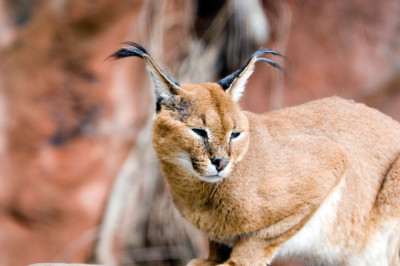 ARAABLASED JUUBELDAVAD: Egiptuse kõrbeilves hammustas Iisraeli sõdureid