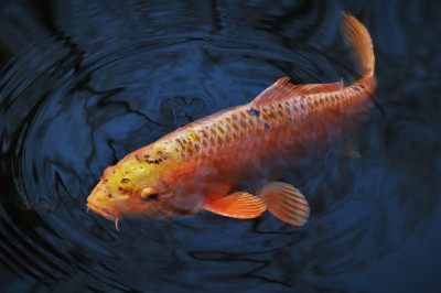 Otsime kevadist siirdekala: kuidas leida tundmatul jõel kalane püügikoht?