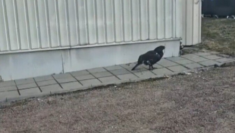 Paide linna haljasalasid ja koduhoove külastab metsis