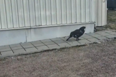 Paide linna haljasalasid ja koduhoove külastab metsis