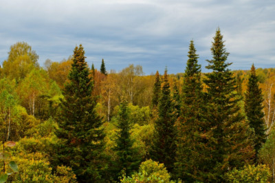KIKi metsandustoetused toetavad edaspidi rohkem elurikkust ja väikemetsaomanikke