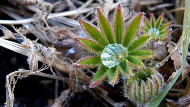 Lähipäevad on sajused