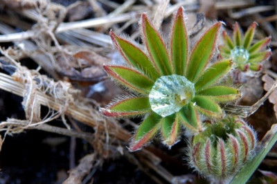 Lähipäevad on sajused