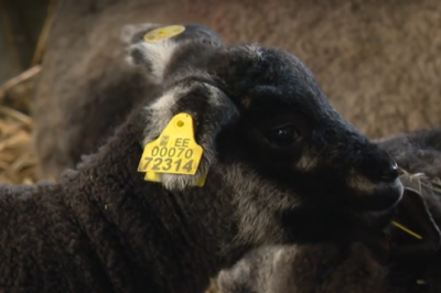 Lahemaa talus sündis ööpäevaga 46 lambatalle