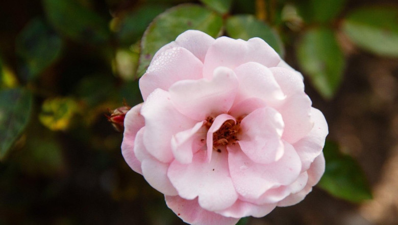 PÄEVAHOROSKOOP: kolmapäev, 26. märts