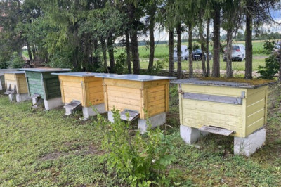 Paljud mesinikud on bürokraatia tõttu loobunud karukahjudest teatamisest