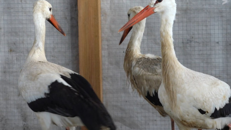 TV3 VIDEO | Talvel päästetud ja siin talvitunud kured lasti vabadusse