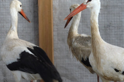 TV3 VIDEO | Talvel päästetud ja siin talvitunud kured lasti vabadusse