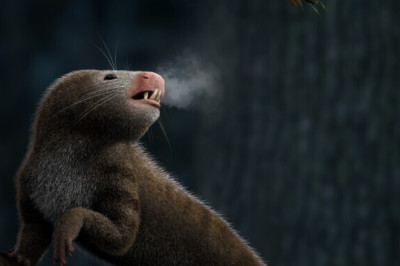 Varajasi imetajaid kattis ühesugune tagasihoidlik kasukas