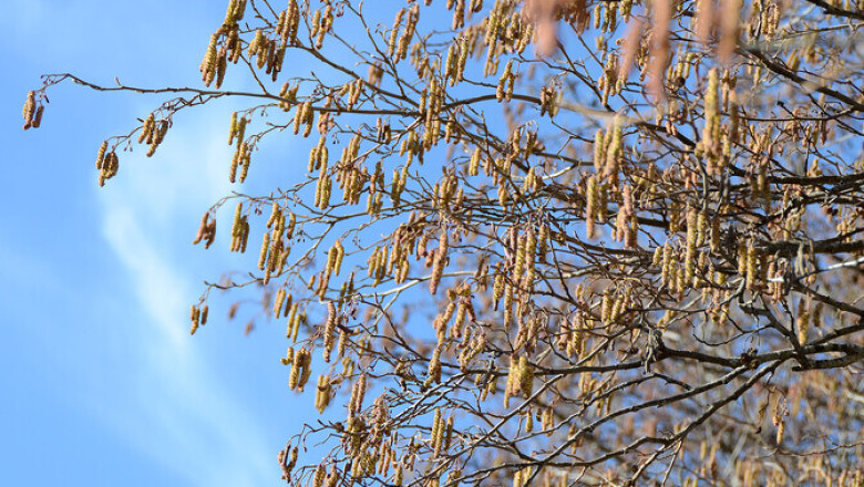 Arst: õietolmuallergiat esineb Eestis varasemast rohkem