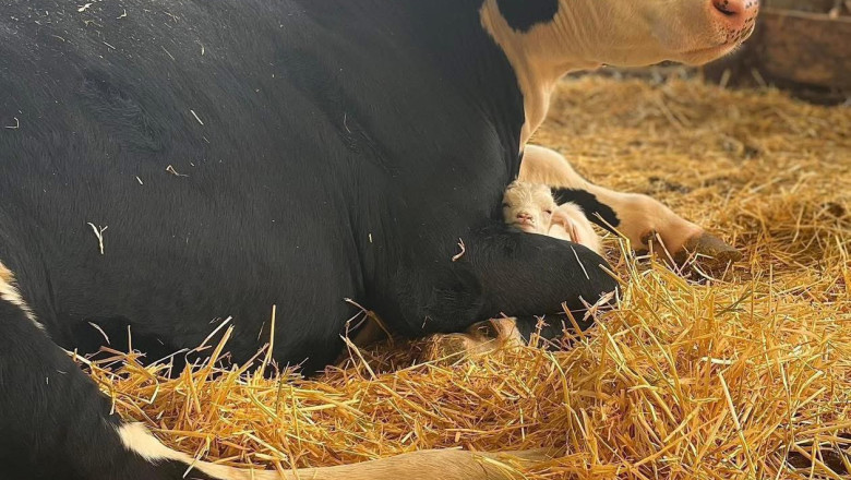 Minister Terrase varasem karjäär põllumajanduses