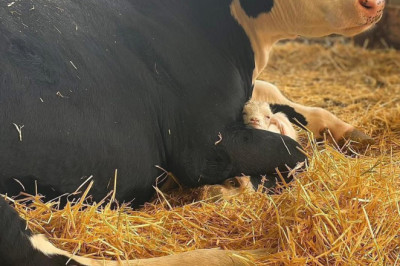 Minister Terrase varasem karjäär põllumajanduses