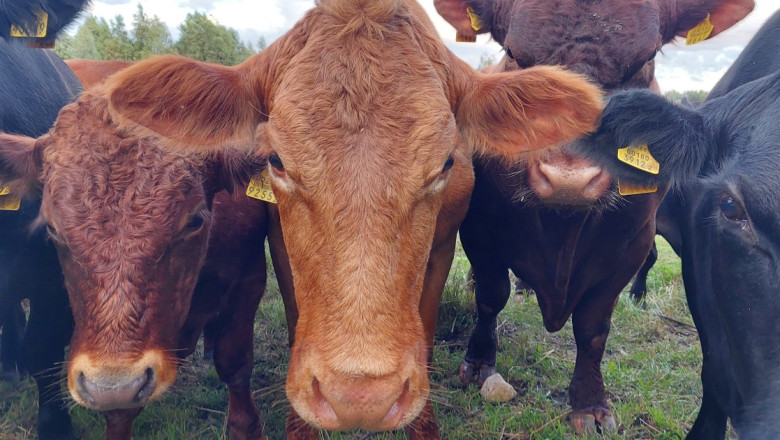 Suu- ja sõrataud levib jõudsalt Kesk-Euroopas
