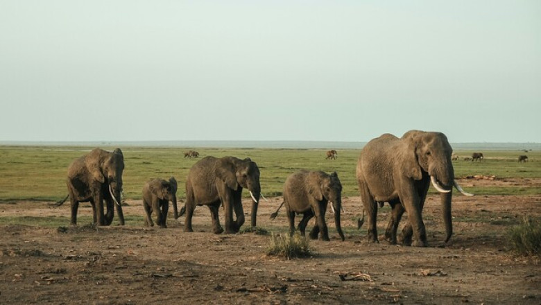 Elevandid rändavad energiasäästlikult