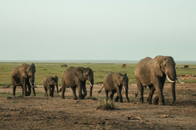 Elevandid rändavad energiasäästlikult