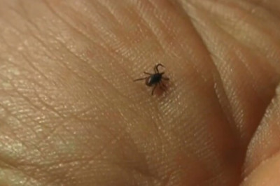 Pehmete talvede tõttu on puukide levitatavatesse haigustesse nakatumine kasvanud