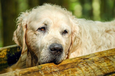 Tiina Toomet: koer ei nuta ka suure valu korral