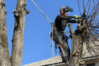 Viljandi linnapärnad vajavad iga kolme aasta tagant arboristi hoolt
