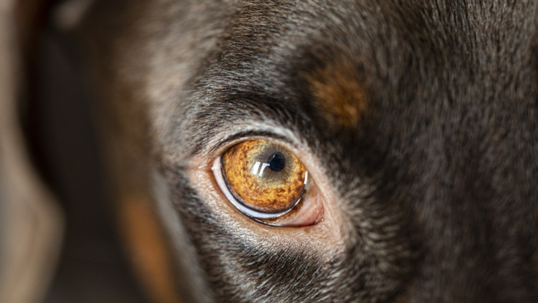 PTA: loomaomanik vastutab oma looma eest