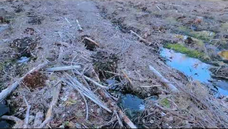 Lageraie metsise elupaigas