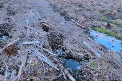 Lageraie metsise elupaigas