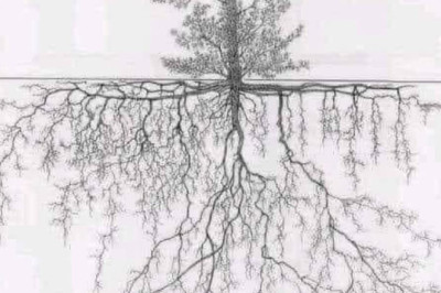 Järgnege teadusele: Puud on kahjulikud keskkonnale ja muudavad kliimat