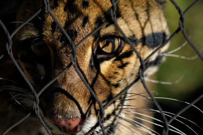 Mallorca paar arreteeriti eksootiliste kasside ja hüäänide veebimüügi eest