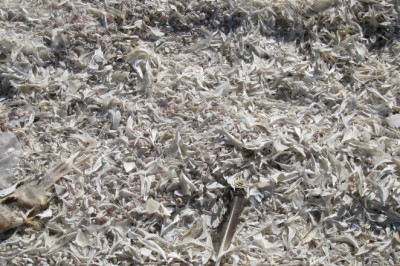 Californias Saltoni mere all avastati umbes 540 miljardi dollari väärtuses liitiumi