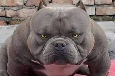 Kõige ohtlikumad koeratõud üle maailma