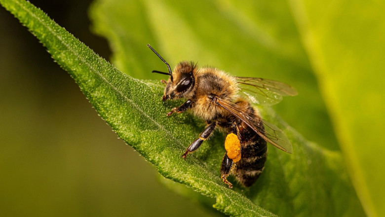 Väikemesinikelt võeti sellest aastast ära toetused