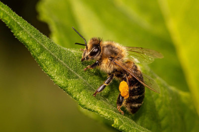 Väikemesinikelt võeti sellest aastast ära toetused