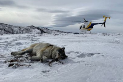 Soome suurimas salaküttimise kohtuprotsessis mõisteti süüdi 26 jahimeest