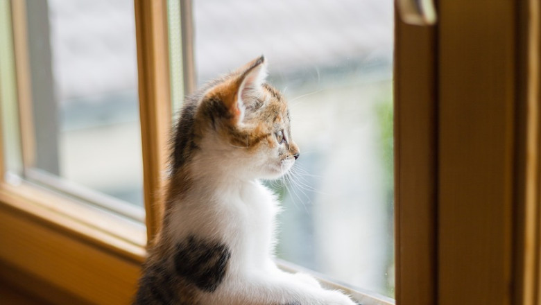 Tuugenifirmade heatahtlikkus toob pisara silma