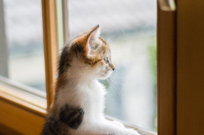 Tuugenifirmade heatahtlikkus toob pisara silma