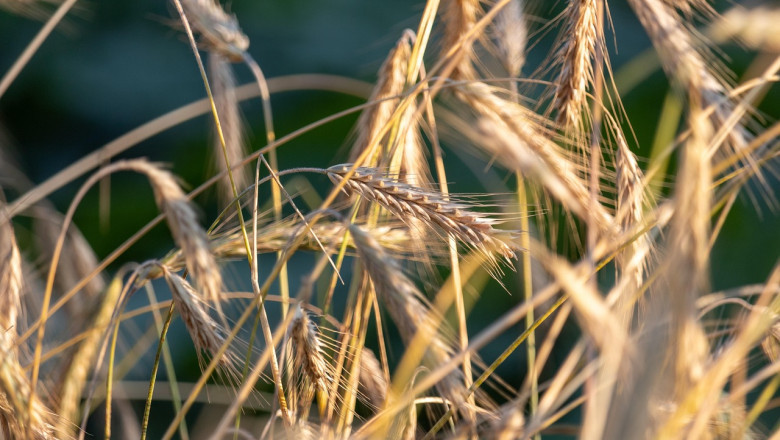 EL Ukrainale: siin on laskemoon, aga edu nisu müümisel