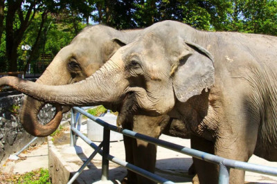 Karachi safaripargis saavad elevandid iga päev tuberkuloosiravi peidetud tablettidega