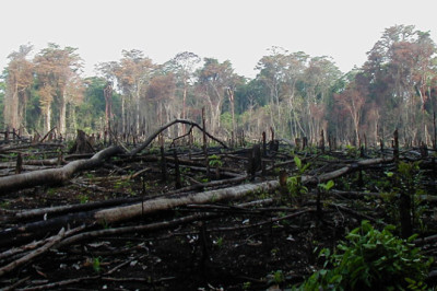 Amazonase metsadest maha saetud balsapuidust ehitatakse miljardeid tuuleturbiinilabasid