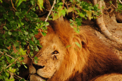 Namiibias safaril tappis lõvi mehe