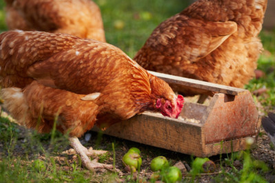 Maaelukomisjoni liikmed soovitavad munatootjatel puurivabale tootmisele vabatahtlikult üle minna