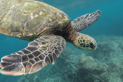 India mees arreteeriti Mumbais ligi 100 looma salakaubaveo eest