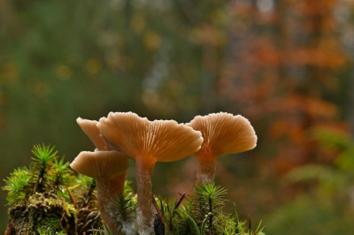 Politsei: seenehooaja algus tõi kaasa mahukad metsaotsingud